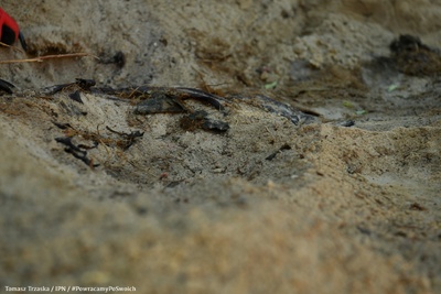 Łódź (Brus): Odnaleziono ludzkie szczątki podczas czwartego etapu prac – 28 czerwca 2024. Fot. Tomasz Trzaska (IPN)