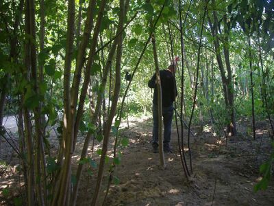 Zespół pracowników BPiI IPN przeprowadził prace poszukiwawcze na Wileńszczyźnie – Dębniaki, 17–20 września 2024. Fot. IPN