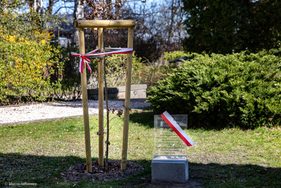 Odsłonięcie tabliczek z imionami Dębów Niepodległości przy siedzibie Wspólnoty Polskiej – Warszawa, 2 kwietnia 2019. Fot. Marcin Jurkiewicz (IPN)