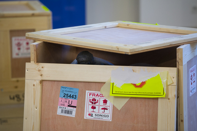 Rzeźby Samuela Willenberga przybyły z Izraela do Warszawy – 15 stycznia 2020. Fot. Sławek Kasper (IPN)