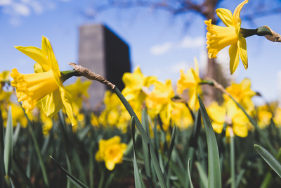 77. rocznica wybuchu powstania w getcie warszawskim. Żonkile – symbol pamięci o powstańcach. Fot. Sławek Kasper (IPN)