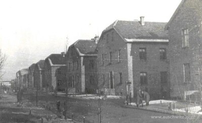 Ulica obozowa z posadzonymi rzędami drzew topolowych (źródło: www.auschwitz.org)