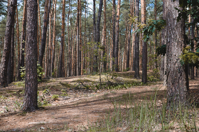 Palmiry to jedno spośród miejsc masowych egzekucji wykonywanych przez Niemców podczas tzw. akcji AB. Fot. Sławek Kasper (IPN)