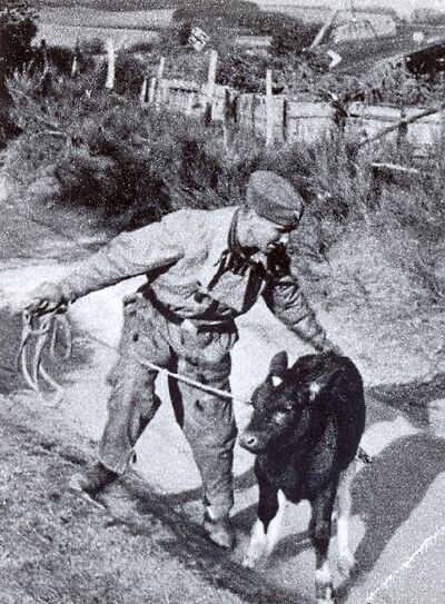 Konfiskata bydła i zwierząt hodowlanych (fot. ze zbiorów IPN)