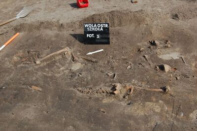 Wola Ostrowiecka, „szkoła”, początek ekshumacji (2011)