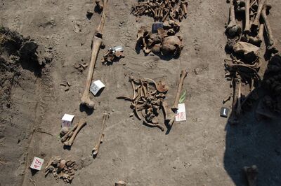 Wola Ostrowiecka, szczątki co najmniej 79 mieszkańców Woli Ostrowieckiej zamordowanych przez UPA 30 sierpnia 1943 r.