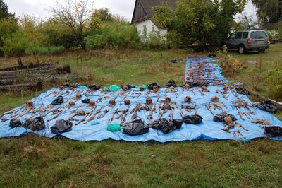 Gaj, ekshumowane szczątki nie mniej niż 81 osób