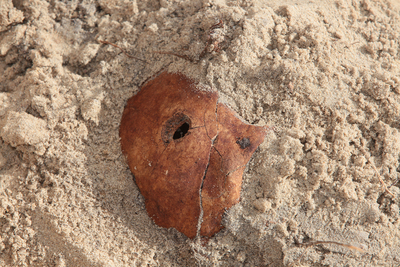 fot. Piotr Życieński