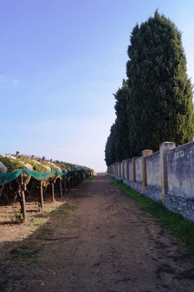 Cmentarz otaczają winnice. Fot. Adam Siwek 2015