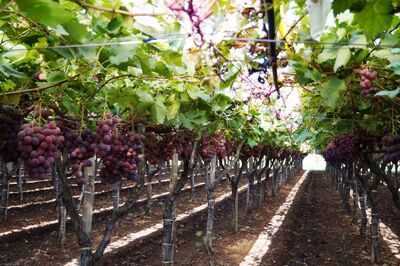 Późna jesień to czas zbiorów na polach wokół cmentarza w Casamassima. Fot. Adam Siwek 2015