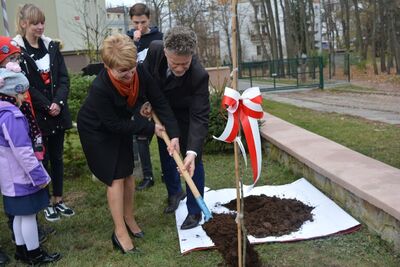 Dąb Niepodległości „Józef Piłsudski” zasadzony przed budynkiem VII LO w Kielcach