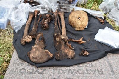 Ekshumacja przeprowadzona przez IPN w Wierzbicy. Fot. IPN